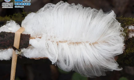 В соседней Башкирии зафиксировали редкое явление «волосатого льда» - телеканал НТР 24