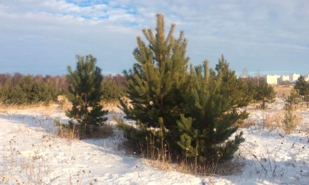 В Татарстане с 15 января стартовала ежегодная операция «Ель» - телеканал НТР 24