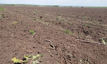 111 челнинских семей выбрали выплату вместо земельного участка - НТР 24