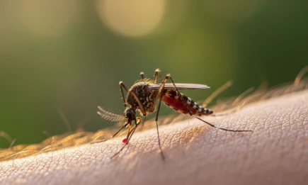 Как на самом деле комары выбирают людей для укуса, выяснили учёные - телеканал НТР 24