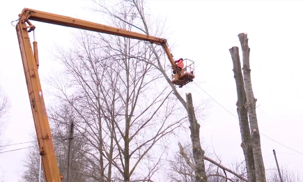 Тополя в Нижнекамске омолаживают по новой технологии - телеканал НТР 24