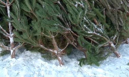 В Нижнекамске можно купить живые сосны на трёх елочных базарах - телеканал НТР 24