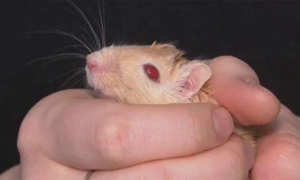 В Приволжье зафиксирован всплеск заболеваемости «мышиной лихорадкой» - телеканал НТР 24