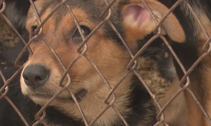 Глава Союза отцов Татарстана потребовал ужесточить контроль за собаками - телеканал НТР 24