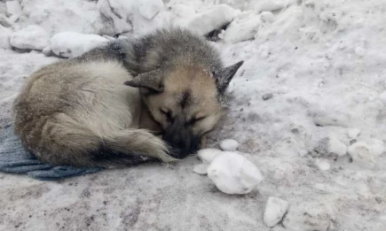 Госсовет РТ принял закон о внесении помеси волка и собаки в охотничьи ресурсы - телеканал НТР 24