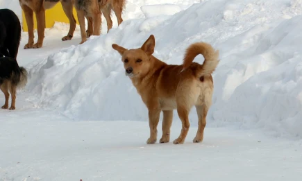Нижнекамцам напомнили, куда звонить при встрече с агрессивной собакой - телеканал НТР 24