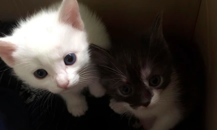 Федеральные стандарты для заводчиков: что изменится для владельцев животных - НТР 24