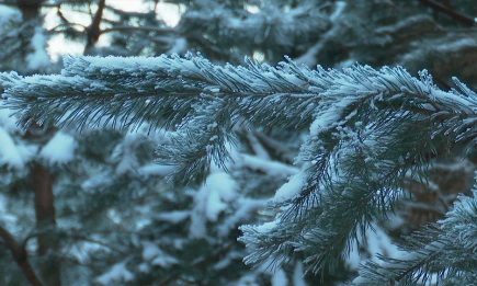 Аномально тёплая зима разбудила «ёлочных» клещей в центральных регионах России - телеканал НТР 24
