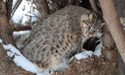 Пушистый обитатель Казанского зооботсада Тихон готов к зиме - телеканал НТР 24