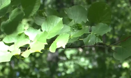 Леса Татарстана получат пополнение: собрано 12 тонн семян - телеканал НТР 24