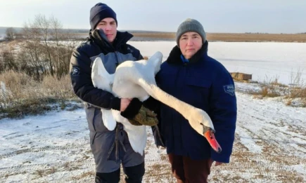В Татарстане спасли лебедя со сломанным крылом, который не смог улететь на юг - телеканал НТР 24