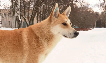 Новый закон о безнадзорных собаках готовят в Татарстане после двух трагедий за год - телеканал НТР 24