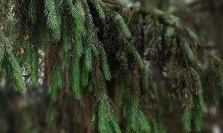 В Татарстане вырастили 2 тысячи елей к Новому году - НТР 24