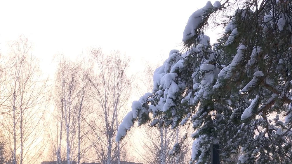снег лежит на ветках сосны