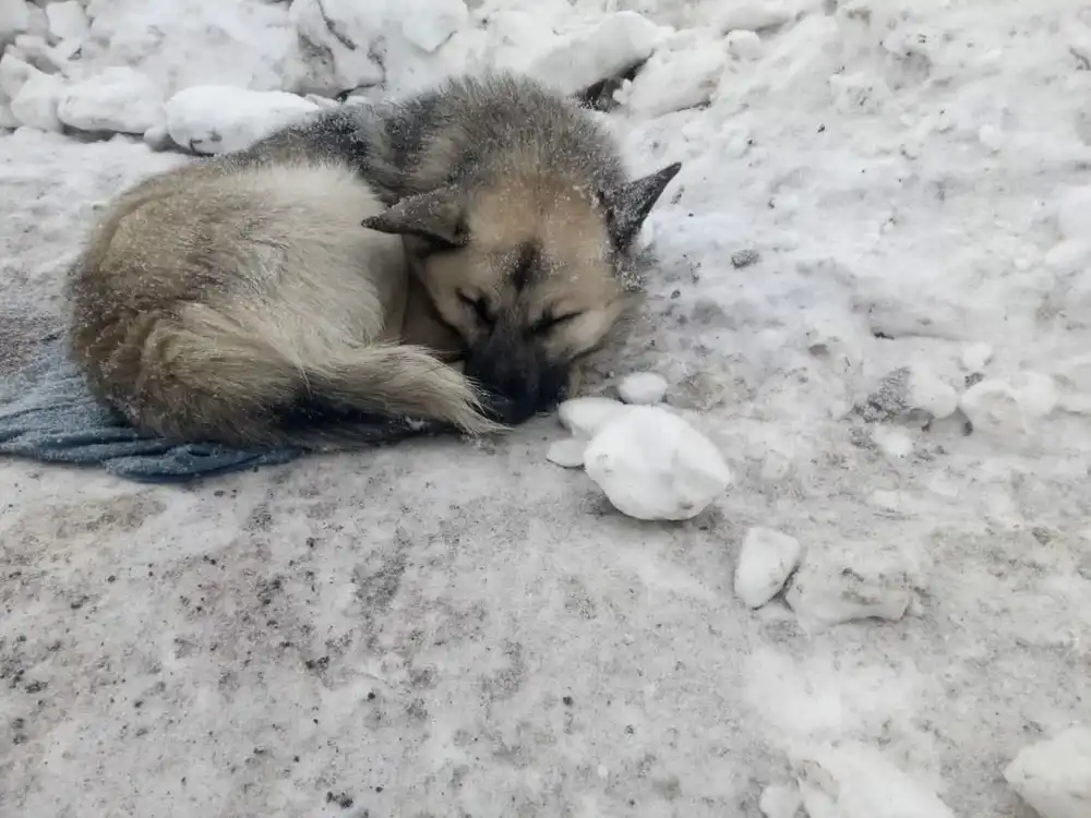 Бездомная собака лежит на снегу