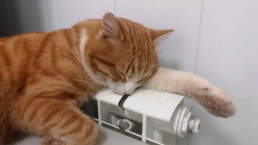 Кот спит на батарее