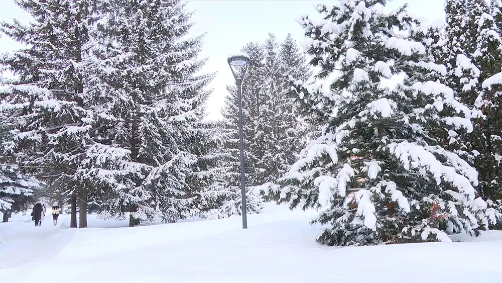 Заснеженные деревья