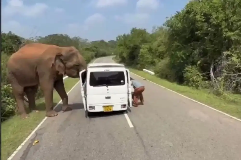 Слон нападает на автомобиль