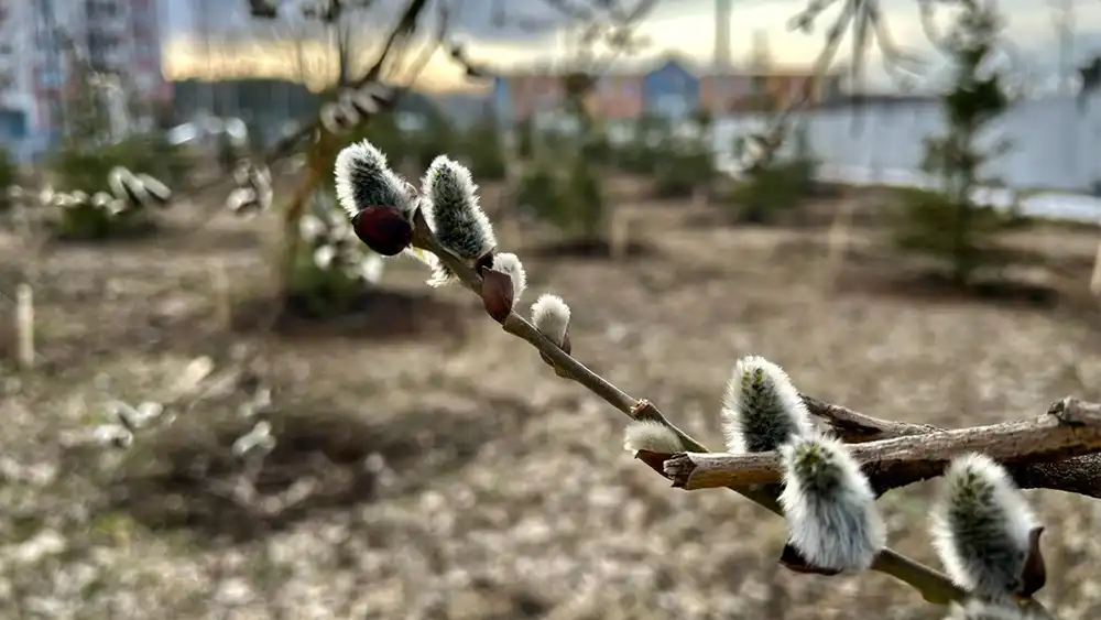 Цветение вербы