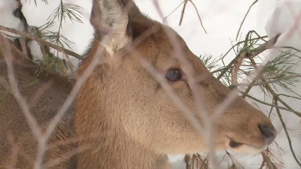 Марал среди веток деревьев