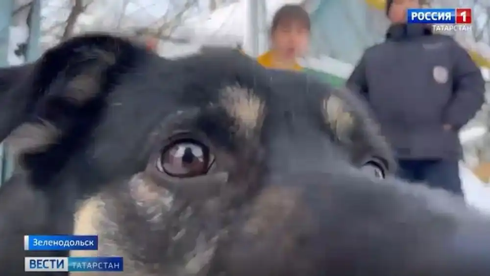 злая собака