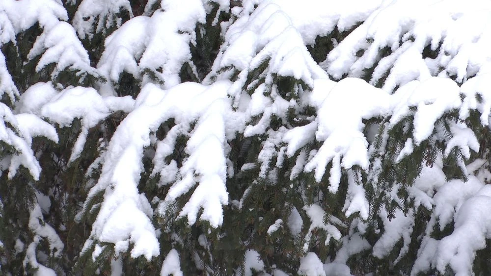 заснеженная ель в лесу