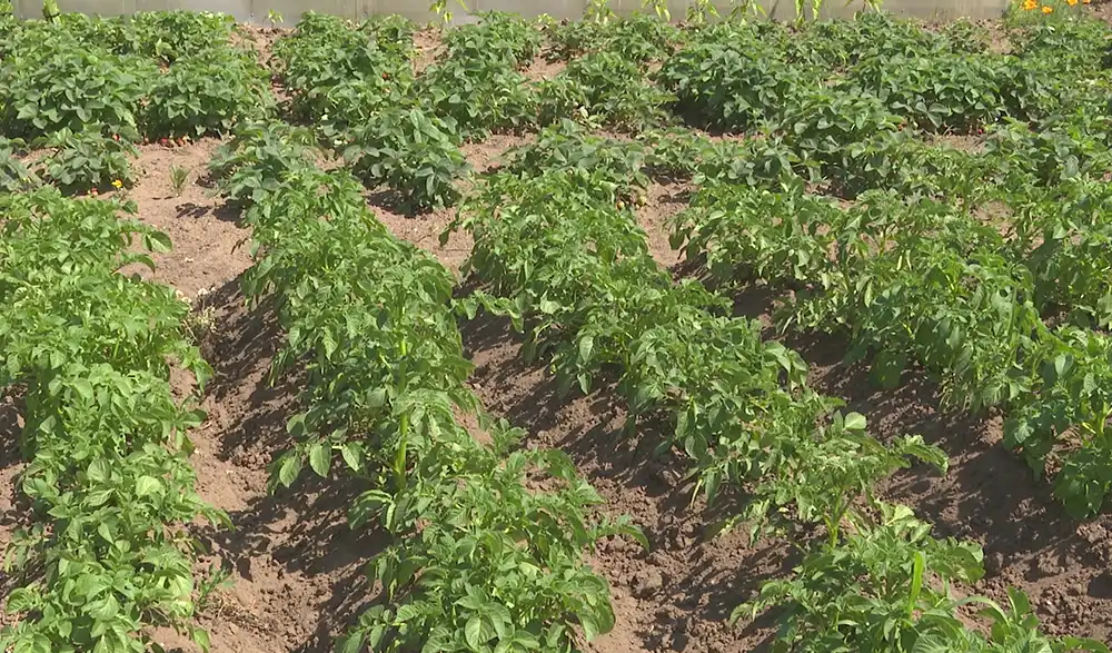 картофель в поле
