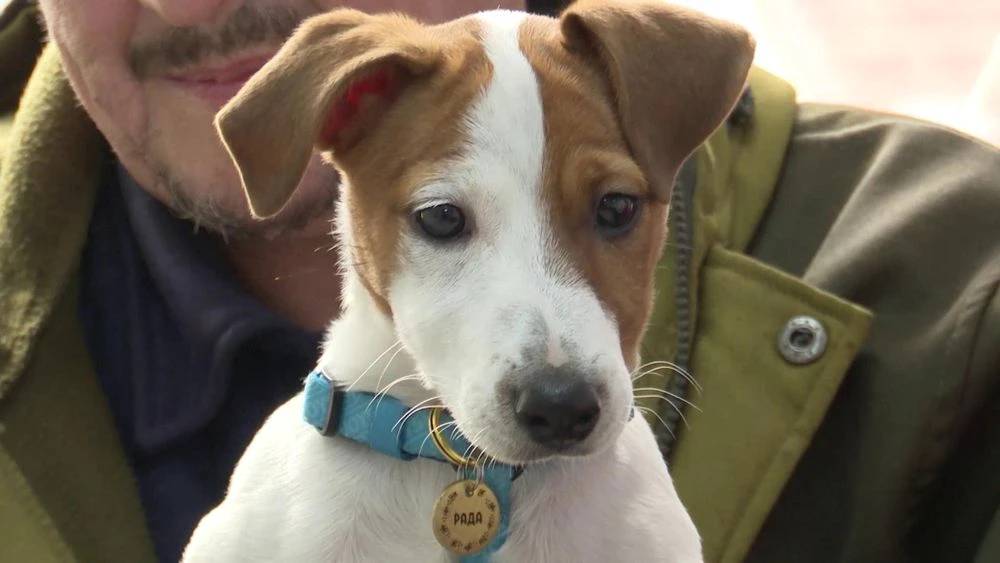 пёсик с ошейником