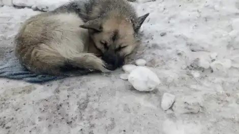 В Нижнекамске организован сбор корма и ветоши для бездомных животных - телеканал НТР 24