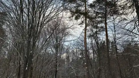 В Татарстане увеличат финансирование лесовосстановления - телеканал НТР 24