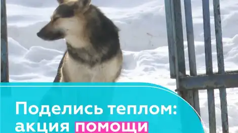 В Нижнекамске организован сбор корма и ветоши для бездомных животных