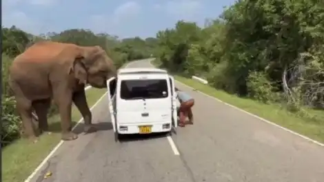 Дикий слон напал на машину татарстанской семьи с детьми в Шри-Ланке - телеканал НТР 24