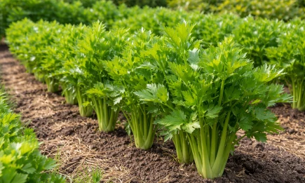 Сельдерей на рассаду: что нужно знать и когда сажать в январе
