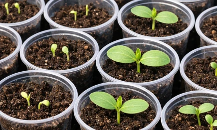 Куда лучше сажать рассаду? Объективный разбор емкостей - телеканал НТР 24