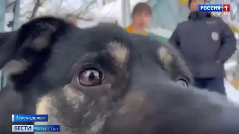 В Васильево стая собак на самовыгуле попыталась напасть на женщину с ребёнком