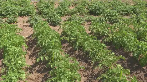 Почему биопрепараты могут не давать эффекта и как это исправить - телеканал НТР 24