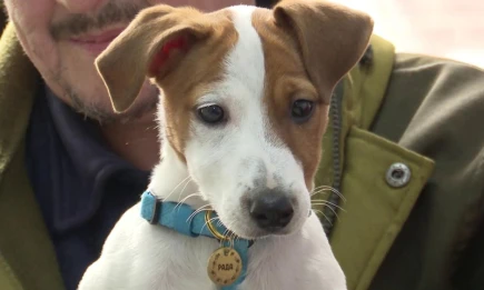 Как уберечь питомца в Новый год: советы ветеринаров Татарстана - телеканал НТР 24