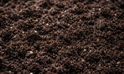 5 простых тестов для грунта: как выбрать идеальную почву для рассады дома - телеканал НТР 24