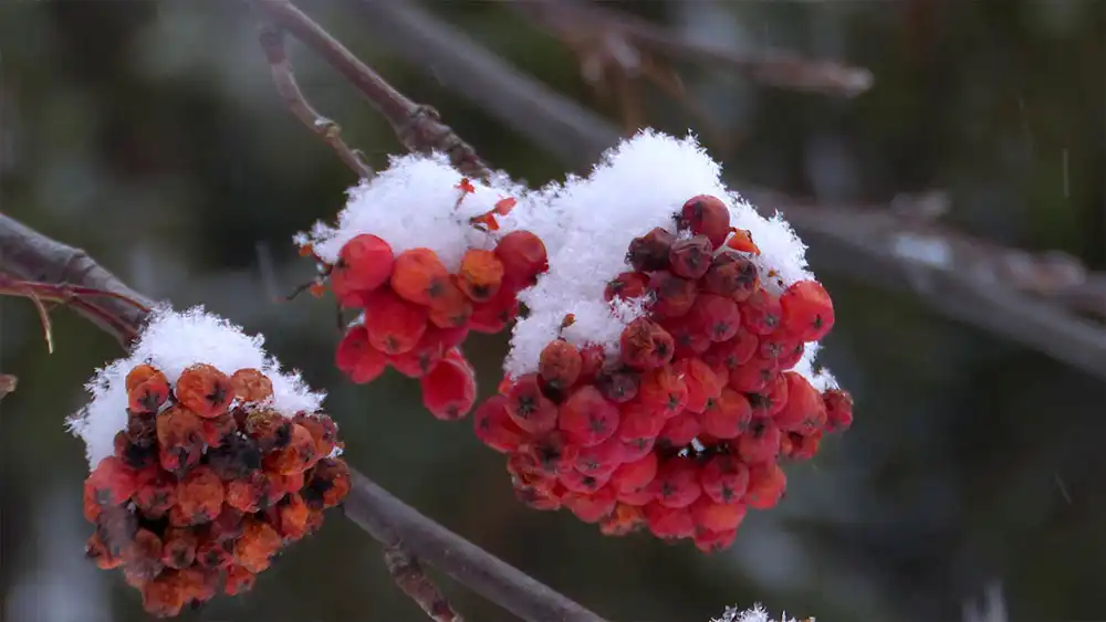 Ягоды рябины