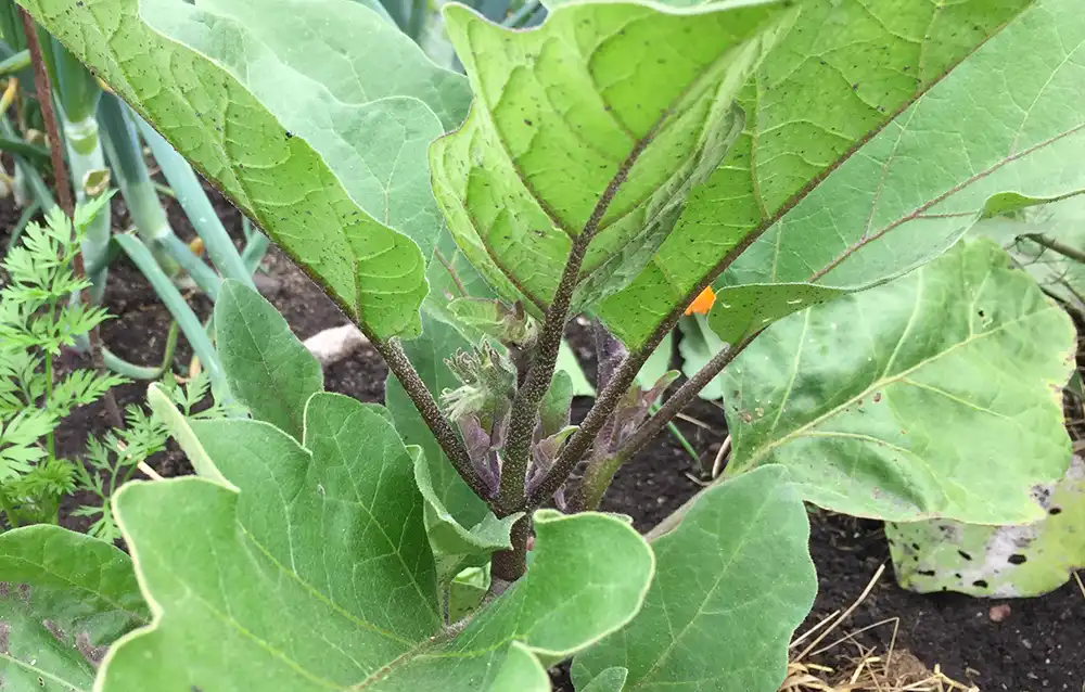 баклажан на грядке