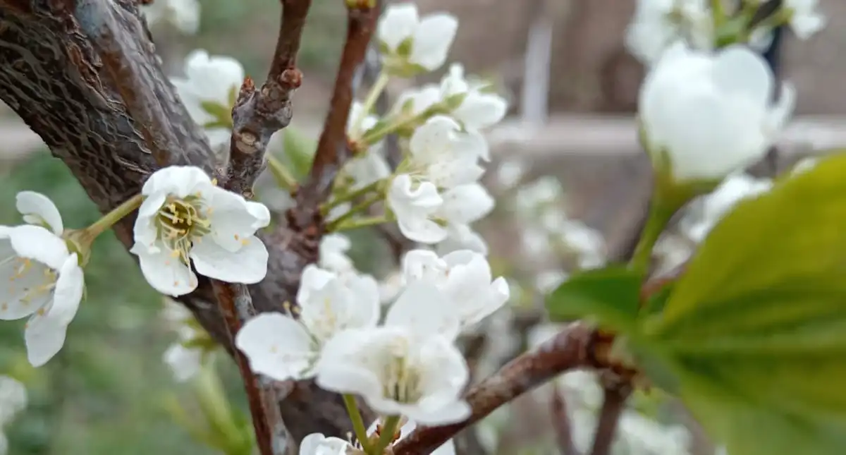 цветет слива в мае