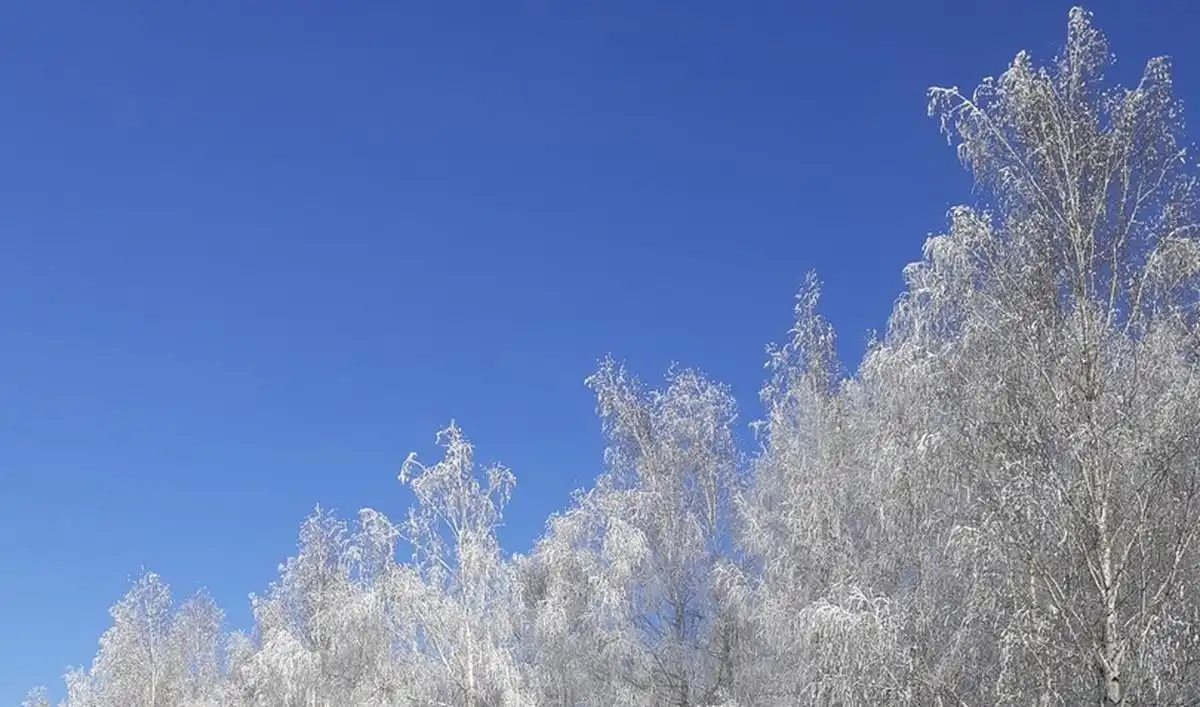 покрытые инеем деревья