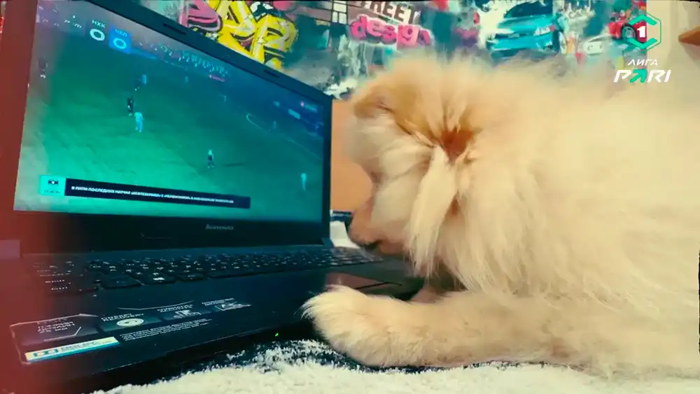 Пес Жорик смотрит футбол