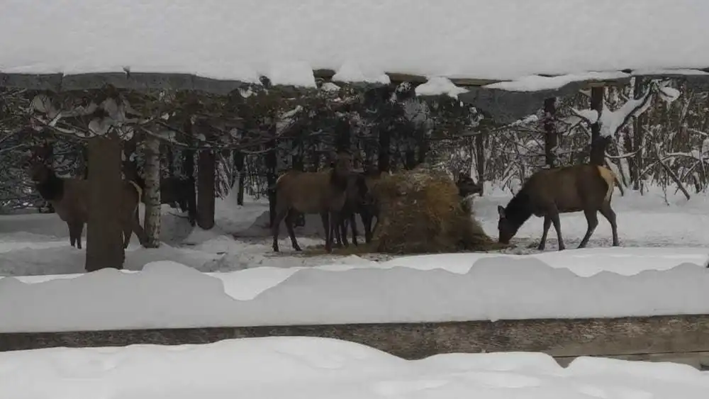 Олени едят комбикорм в лесу на подкормочной площадке