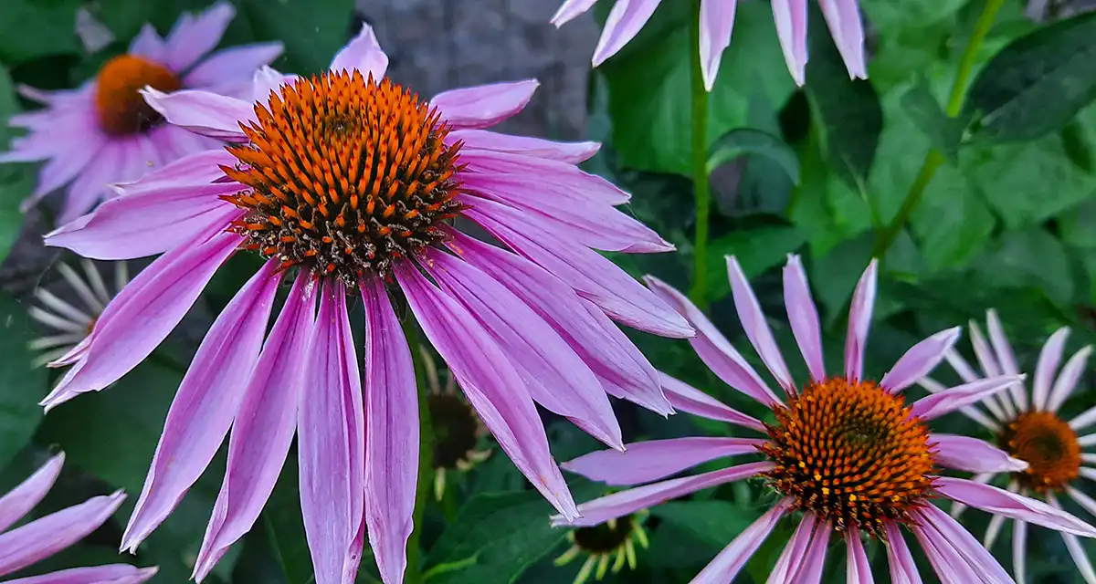 Цветок эхинацеи в саду