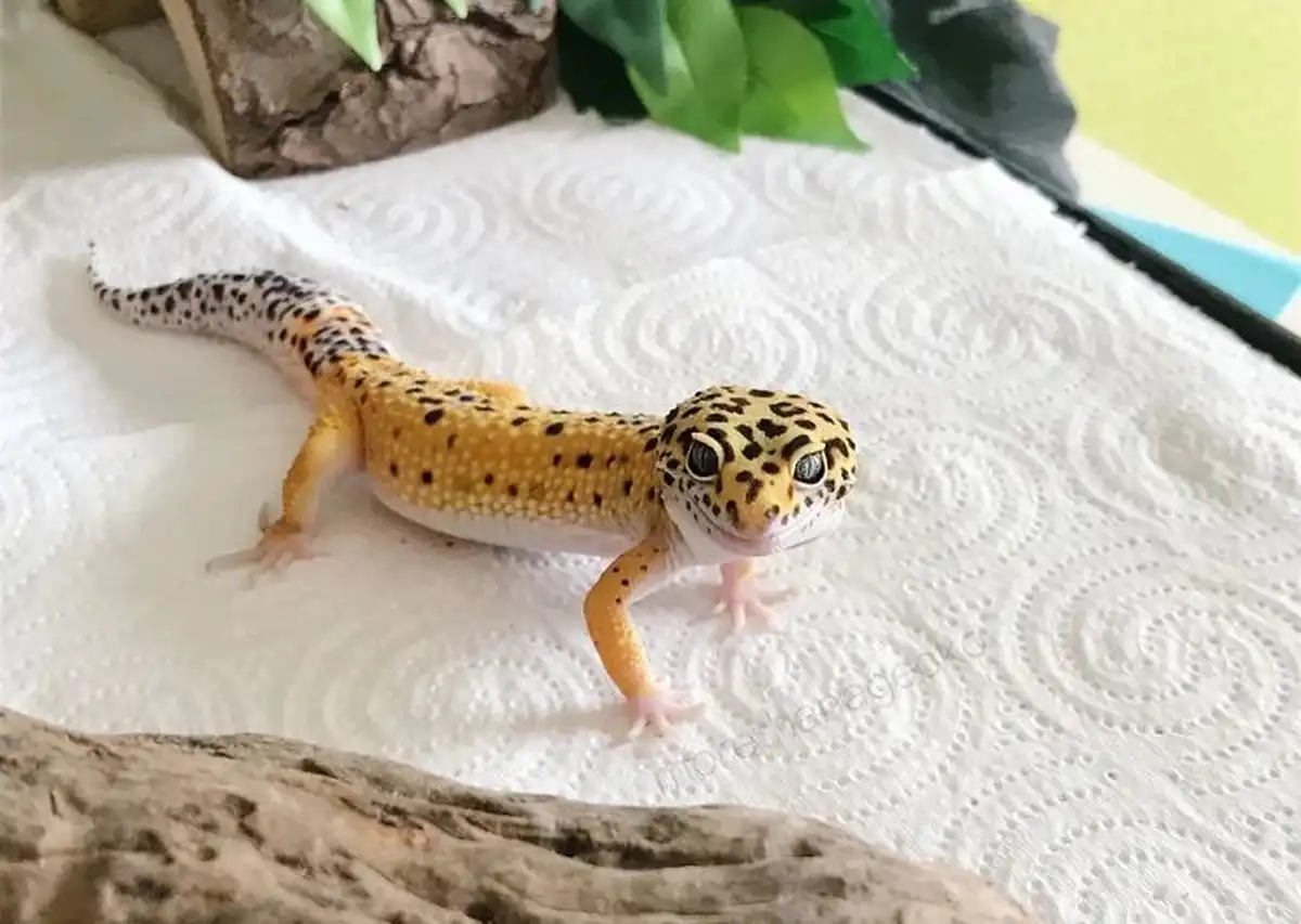 Ящерица эублефар желтого окраса с черными пятнами