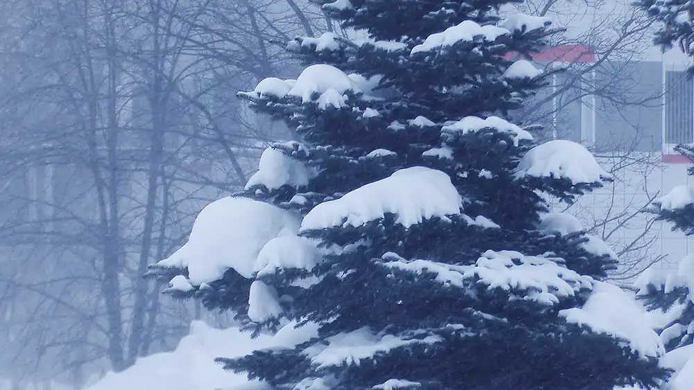 ель в снегу