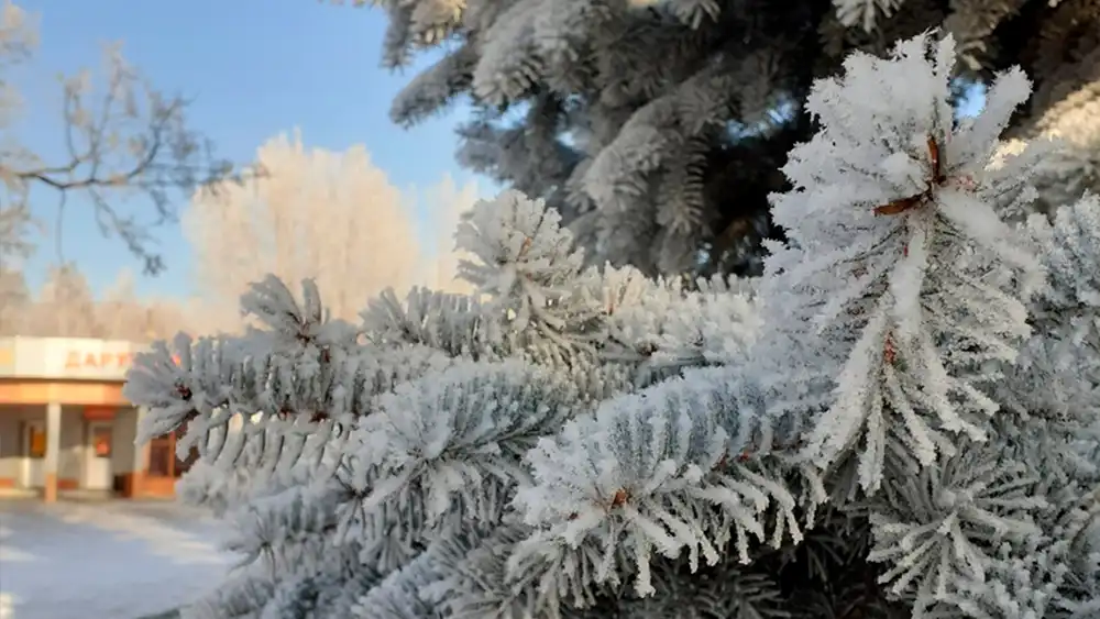 Елка в инее