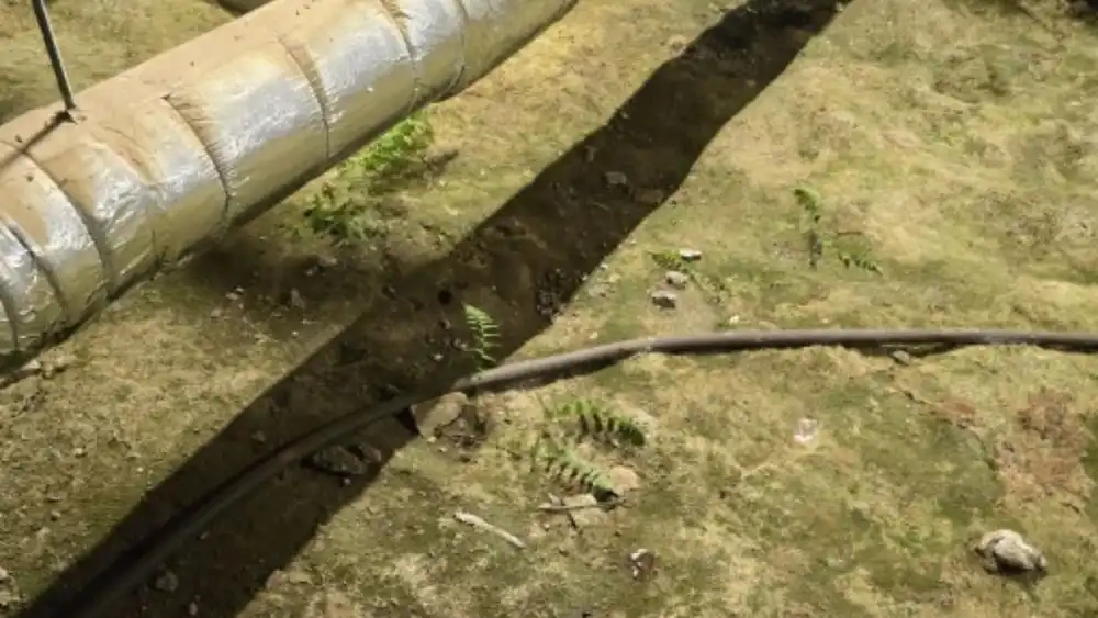 В подвале многоэтажного дома в Казани растут папоротник и мох