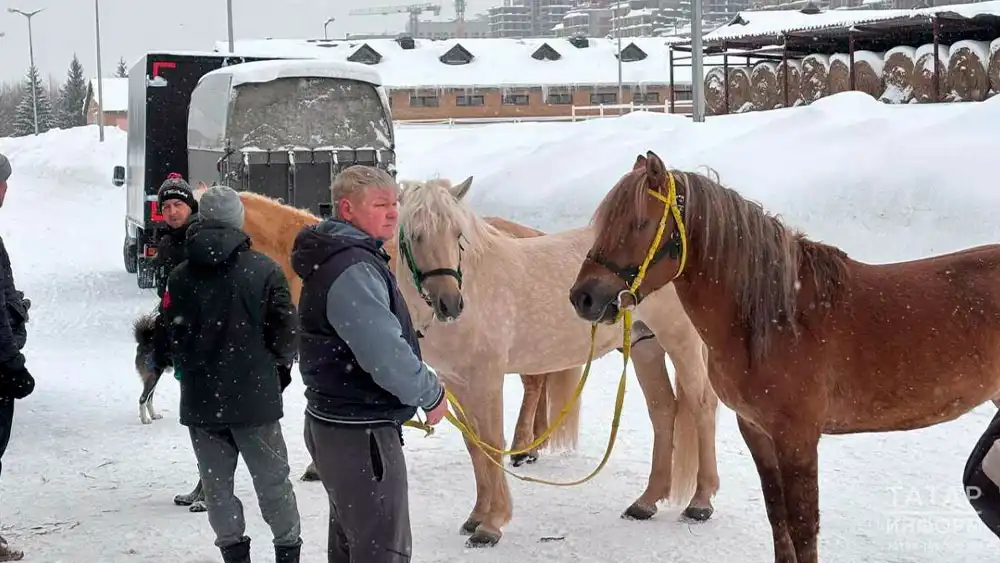 Лошади для СВО